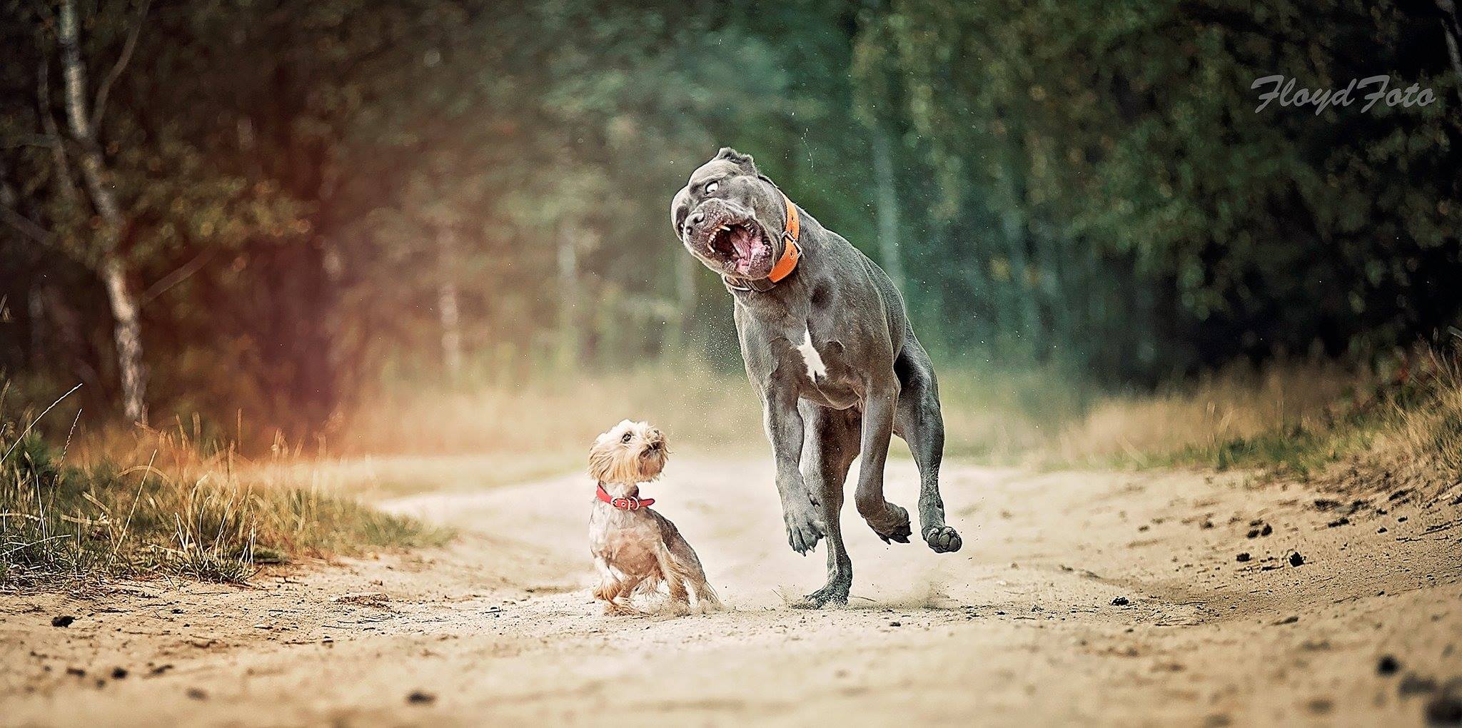 Światowy Dzień Zwierząt 2017 <3